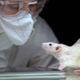 Image for article titled Cancer Researcher Develops Feelings For Lab Rat While Working Long Nights Alone Together